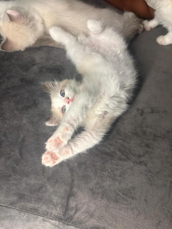 Sophie Blue Bicolor Ragdoll Kitten photo 2