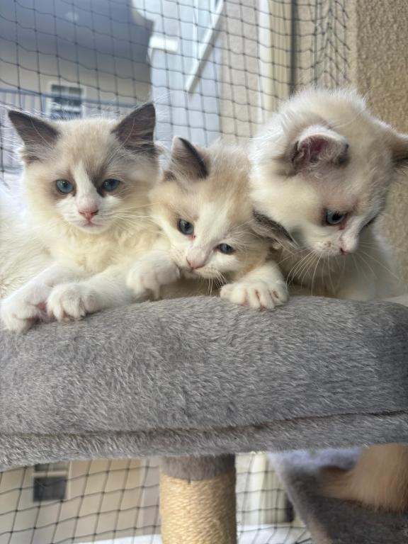 Sophie Blue Bicolor Ragdoll Kitten photo 5