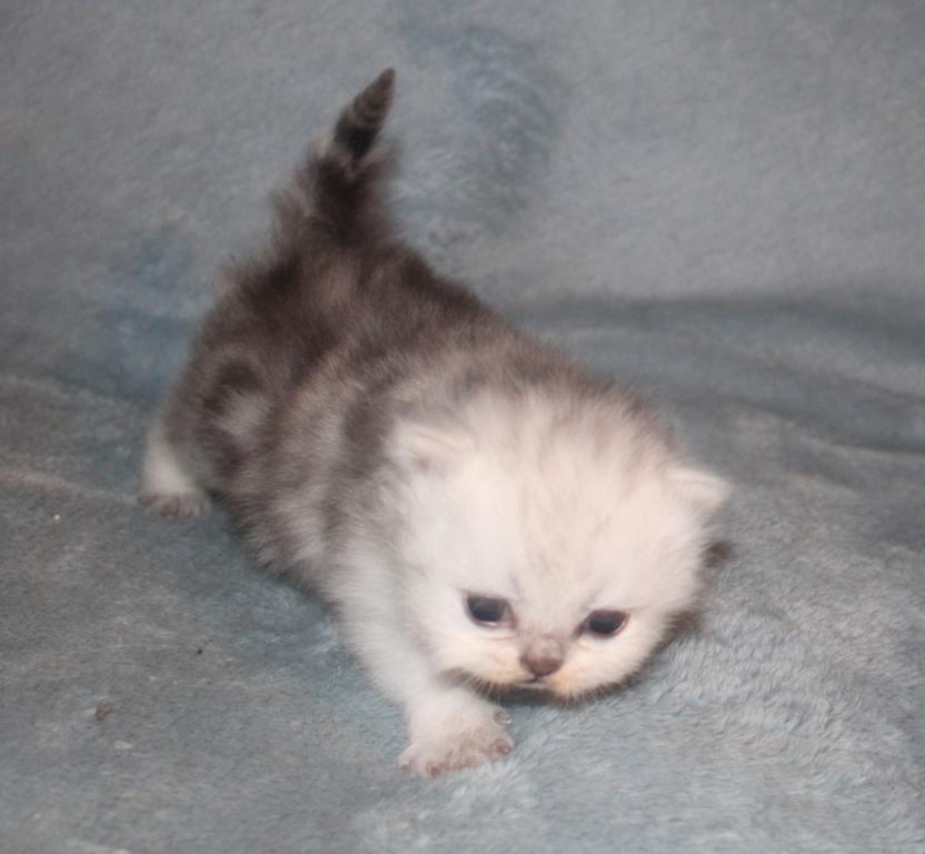 CFA Shaded Silver Female Persian photo 7
