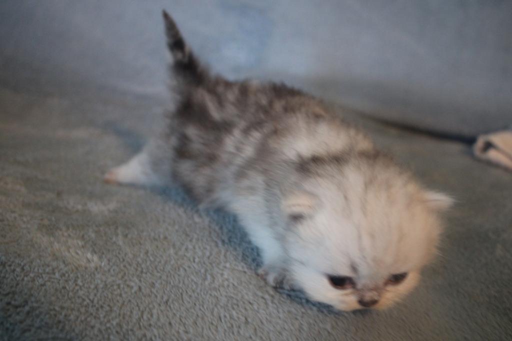 CFA Shaded Silver Female Persian photo 2