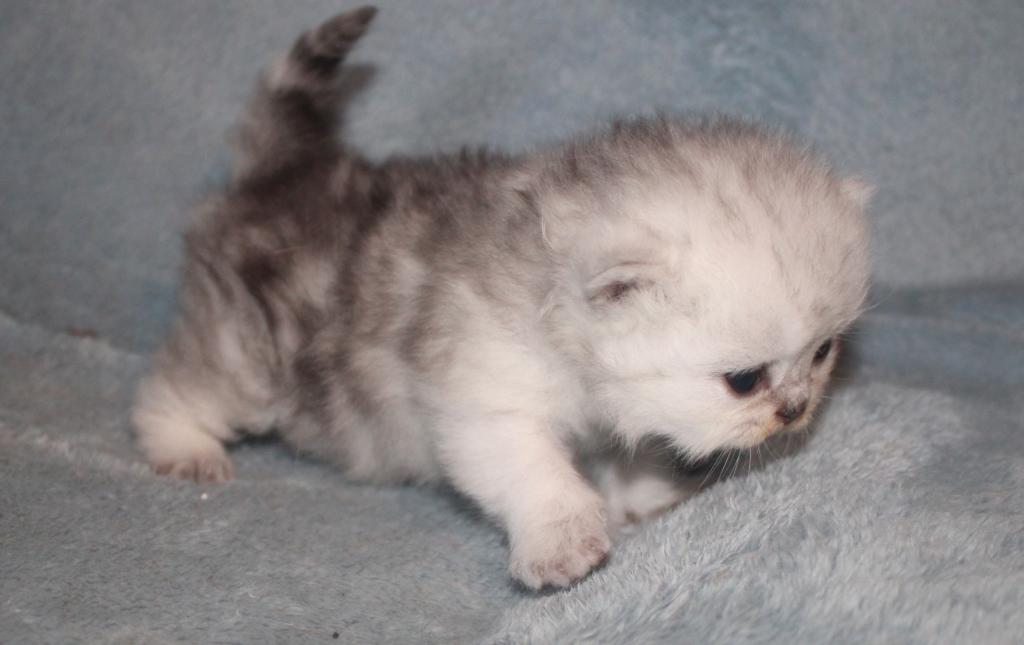 CFA Shaded Silver Female Persian photo 10