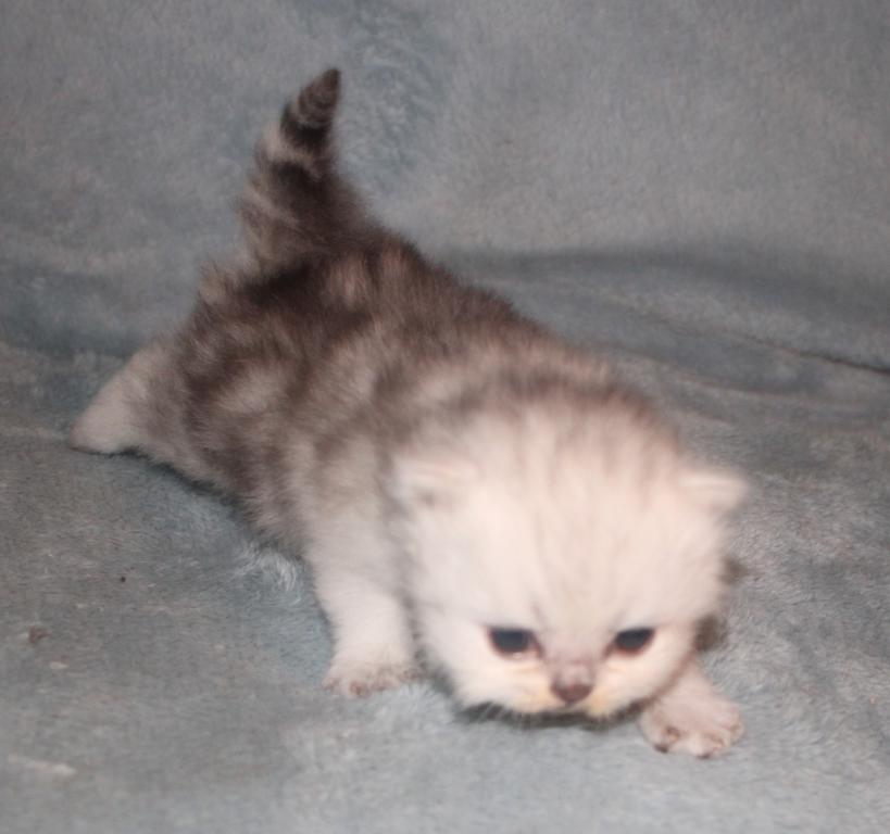 CFA Shaded Silver Female Persian photo 6