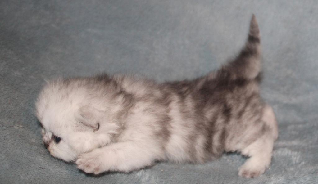 CFA Shaded Silver Female Persian photo 5