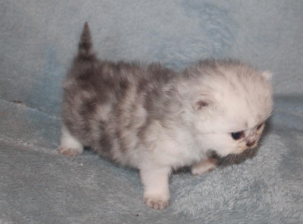 CFA Shaded Silver Female Persian photo 8