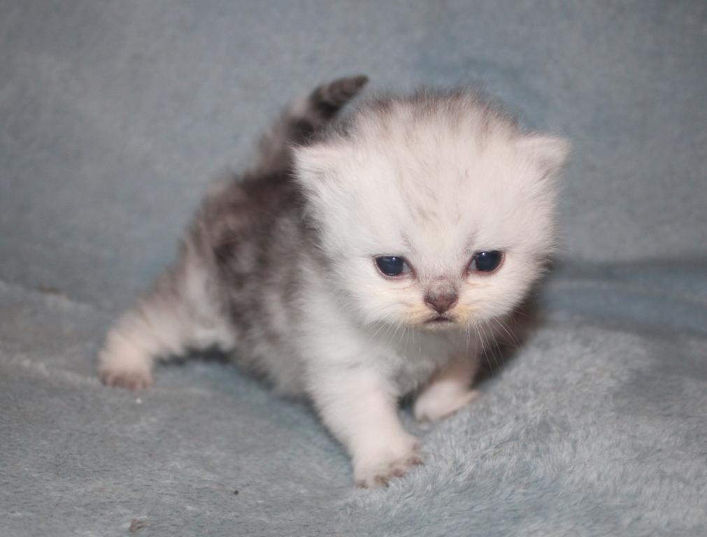 CFA Shaded Silver Female Persian photo 9