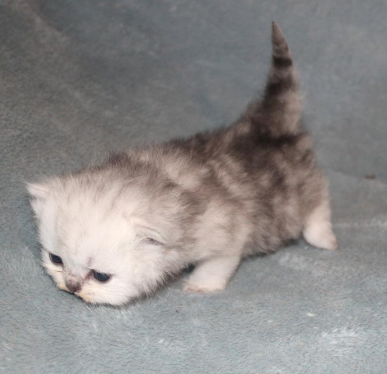 CFA Shaded Silver Female Persian photo 4
