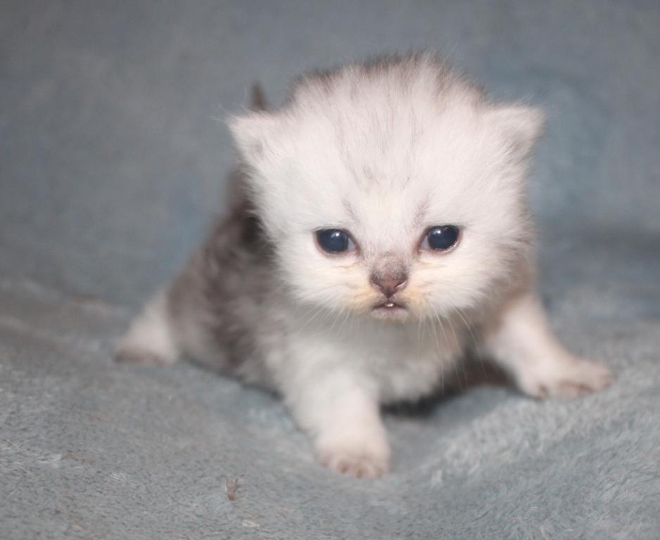 CFA Shaded Silver Female Persian