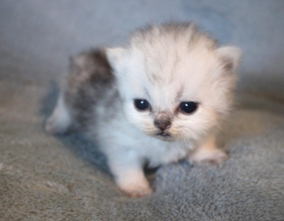CFA Shaded Silver Male Persian photo 3