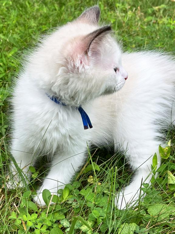 Mid High White Bicolor photo 6