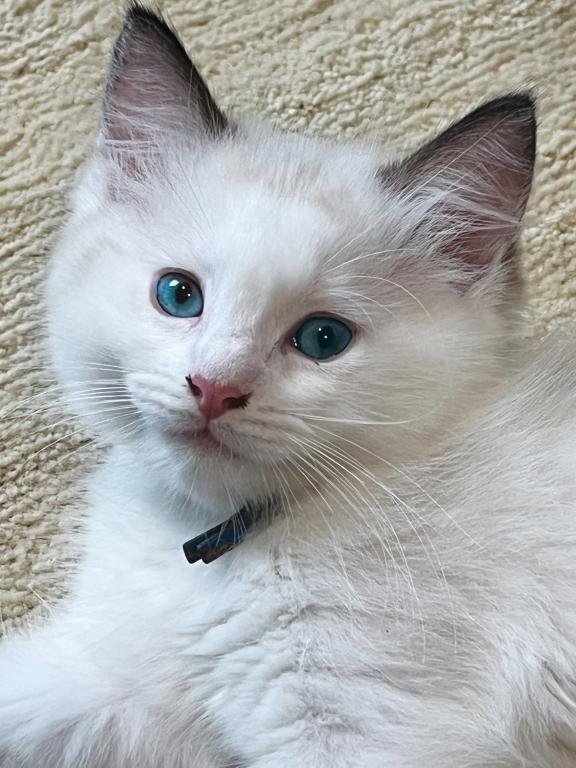 Mid High White Bicolor photo 2
