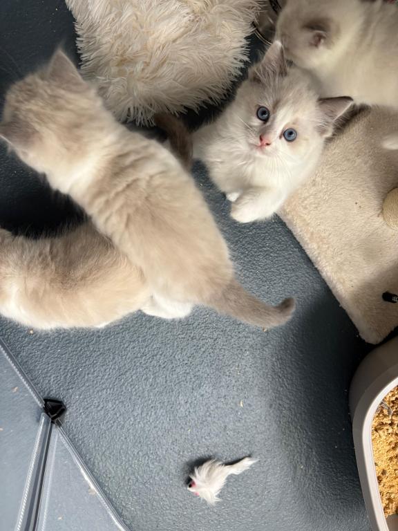 Aurora Seal Ragdoll Kitten photo 3