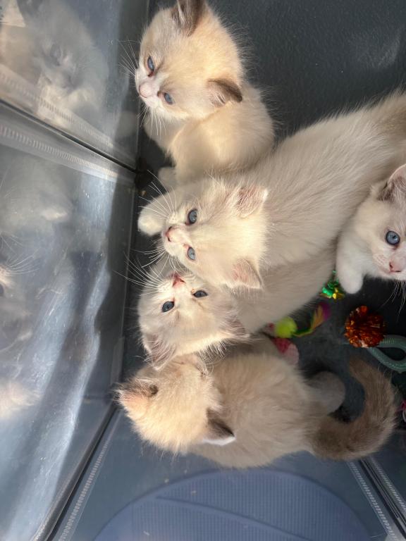 Aurora Seal Ragdoll Kitten