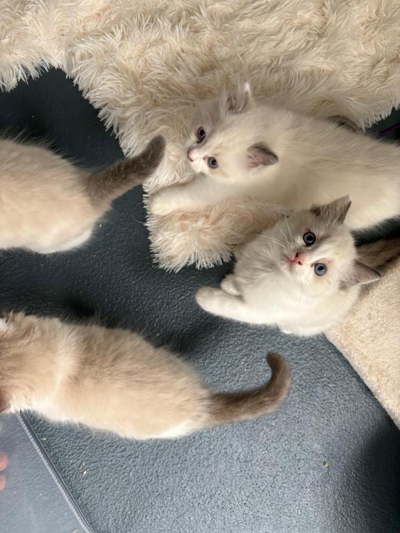 Aurora Seal Ragdoll Kitten photo 4