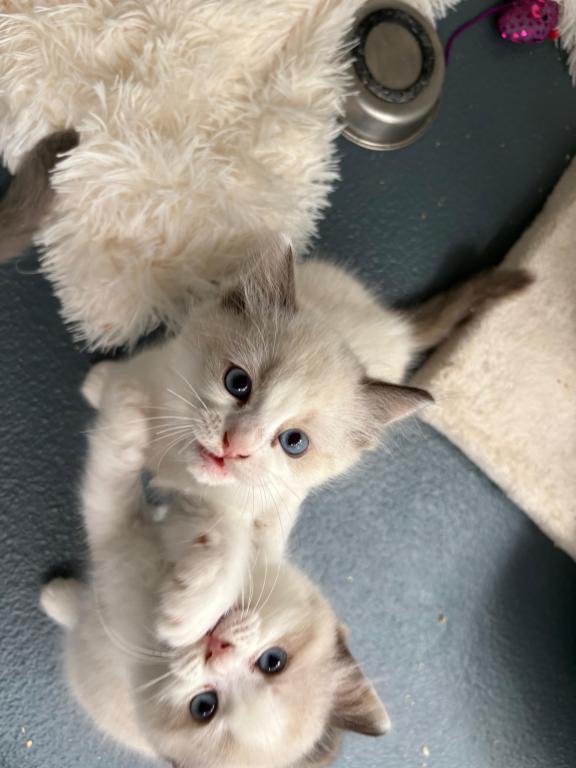 Aurora Seal Ragdoll Kitten photo 5