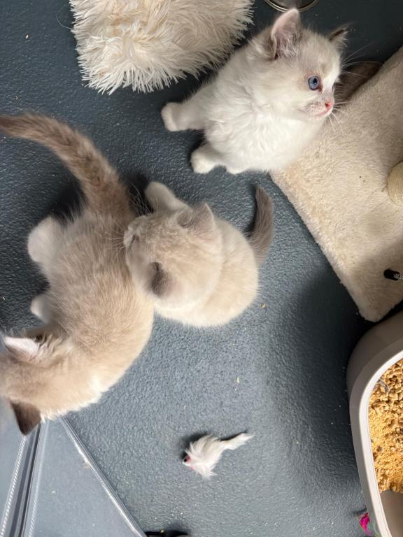 Aurora Seal Ragdoll Kitten photo 2