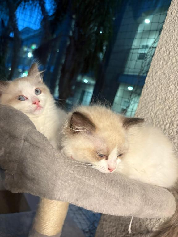 Cleo Seal Bicolor Ragdoll Kitten photo 4