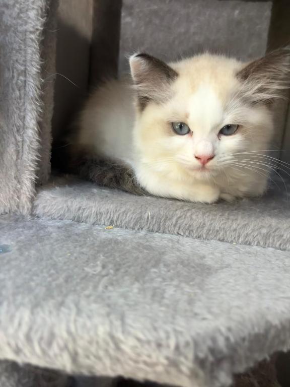 Cleo Seal Bicolor Ragdoll Kitten photo 5