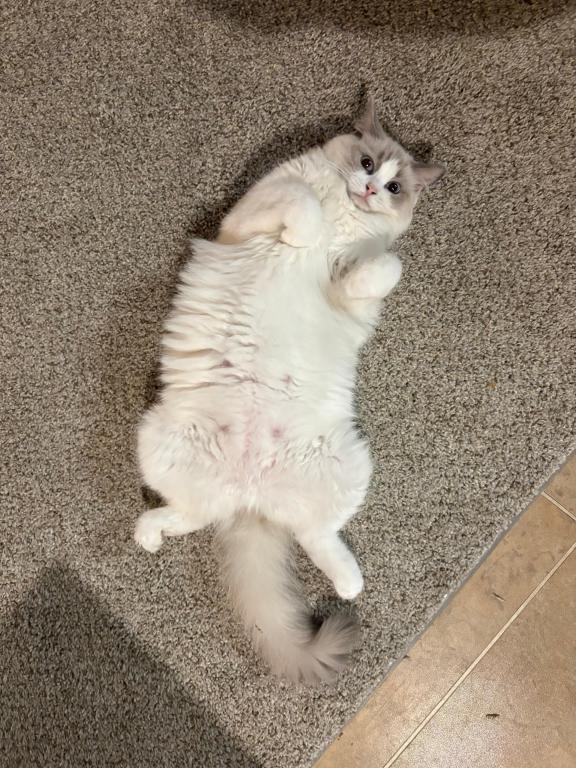 Cleo Seal Bicolor Ragdoll Kitten photo 2