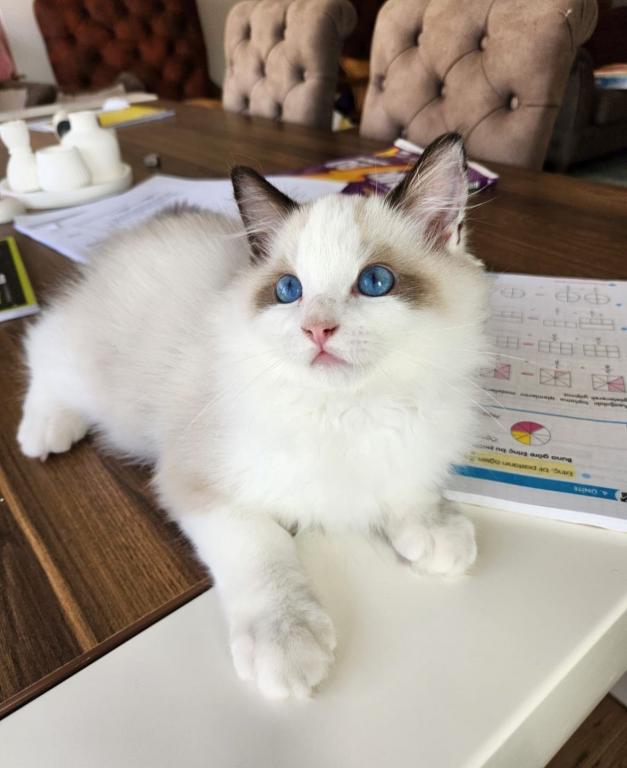 Cleo Seal Bicolor Ragdoll Kitten