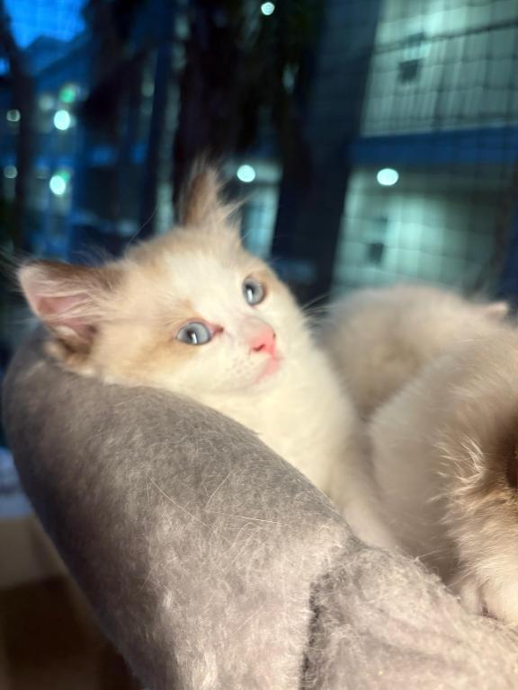 Cleo Seal Bicolor Ragdoll Kitten photo 3