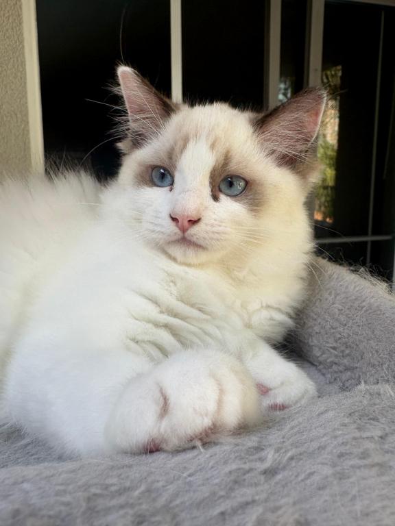 Chloe Seal Bicolor Kitten photo 4