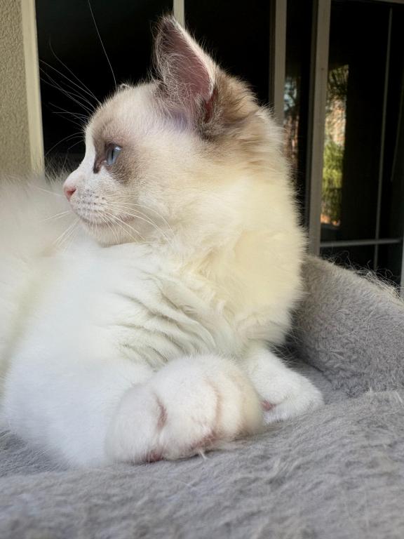 Chloe Seal Bicolor Kitten photo 5