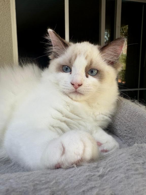 Chloe Seal Bicolor Kitten photo 3