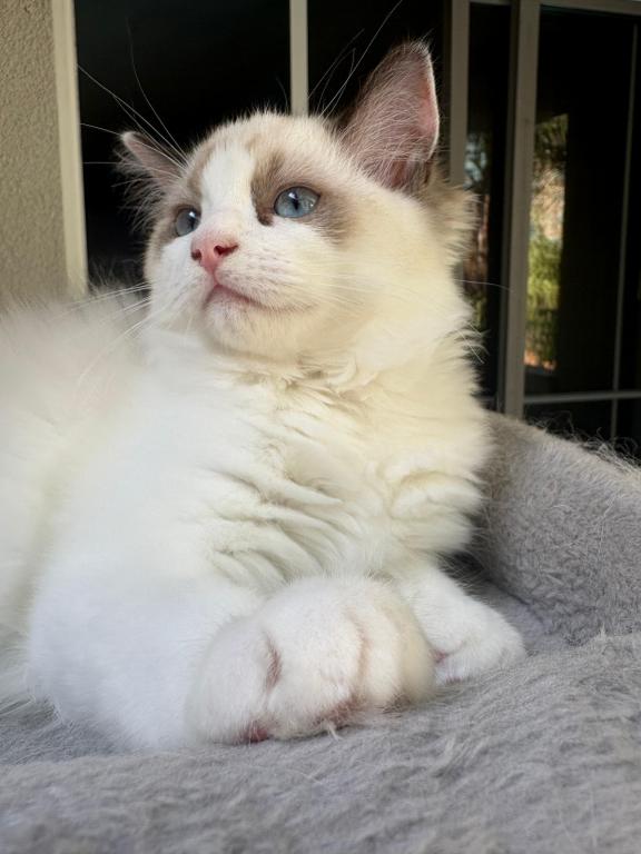 Chloe Seal Bicolor Kitten