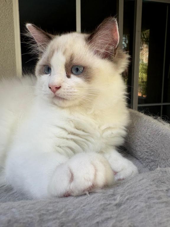 Chloe Seal Bicolor Kitten photo 2
