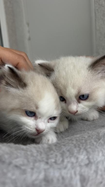 Aria Seal Bicolor Ragdoll Kitten photo 4