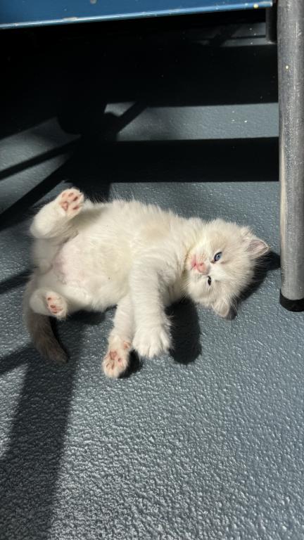 Aria Seal Bicolor Ragdoll Kitten photo 2
