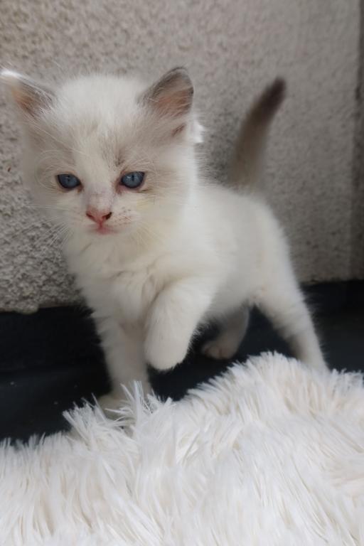 Rhea Seal Bicolor Ragdoll photo 4