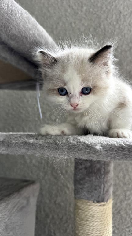 Rhea Seal Bicolor Ragdoll photo 1
