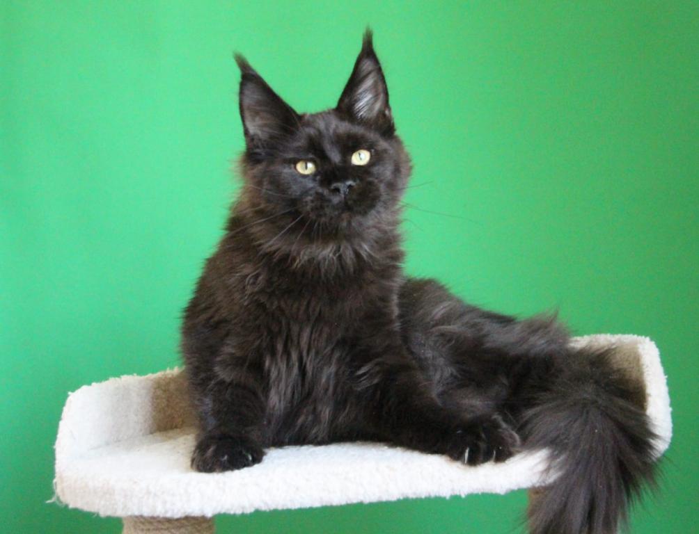 Baloo photo 6