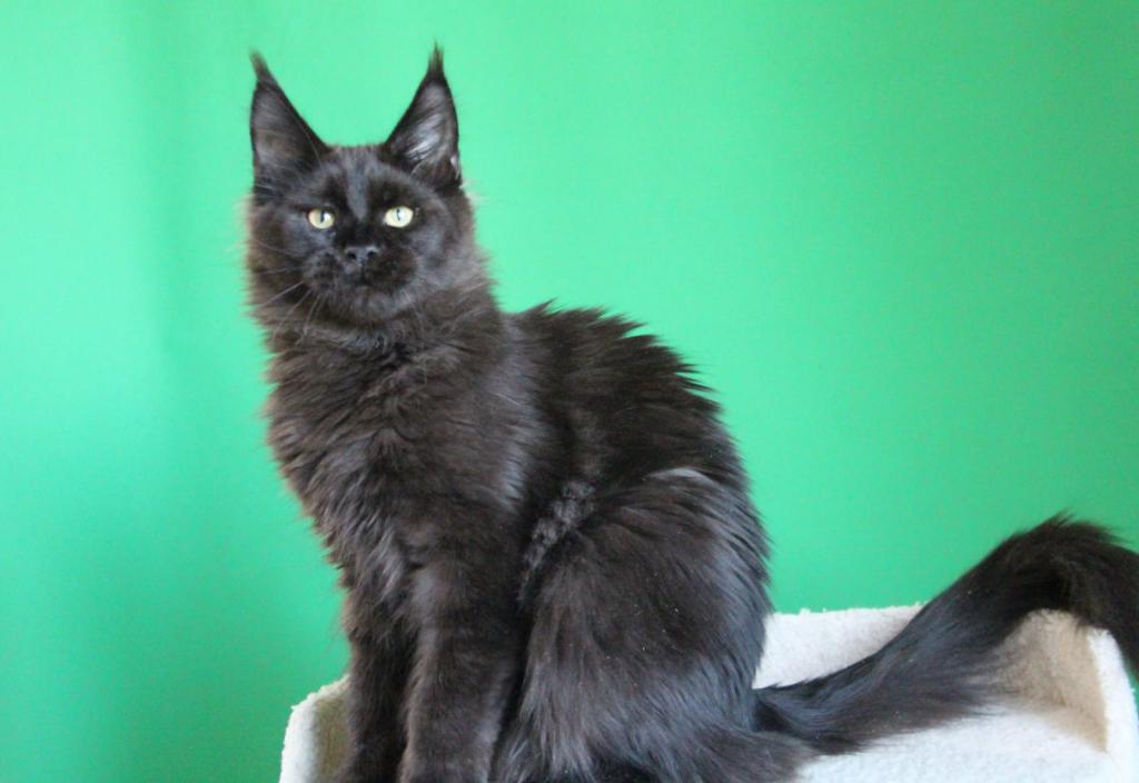 Baloo photo 5