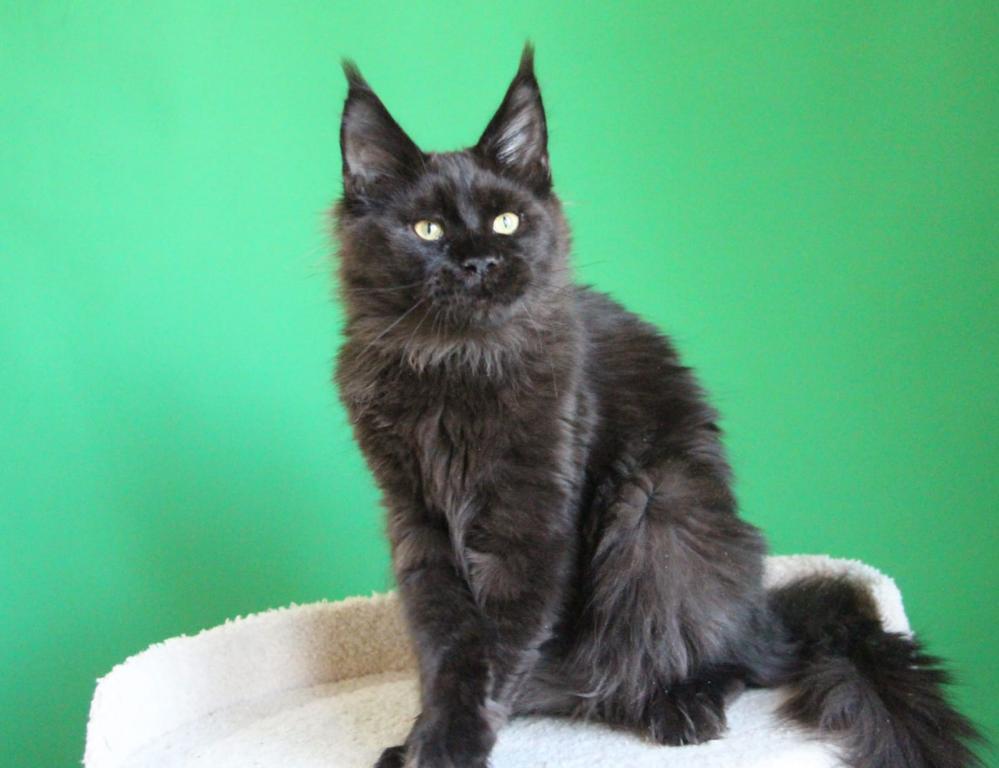 Baloo photo 7