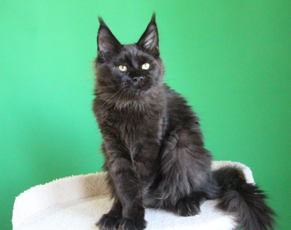 Baloo photo 8