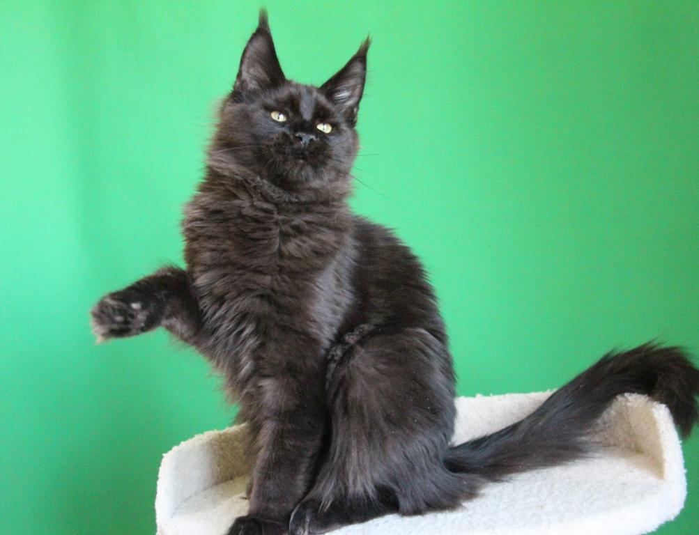 Baloo photo 3