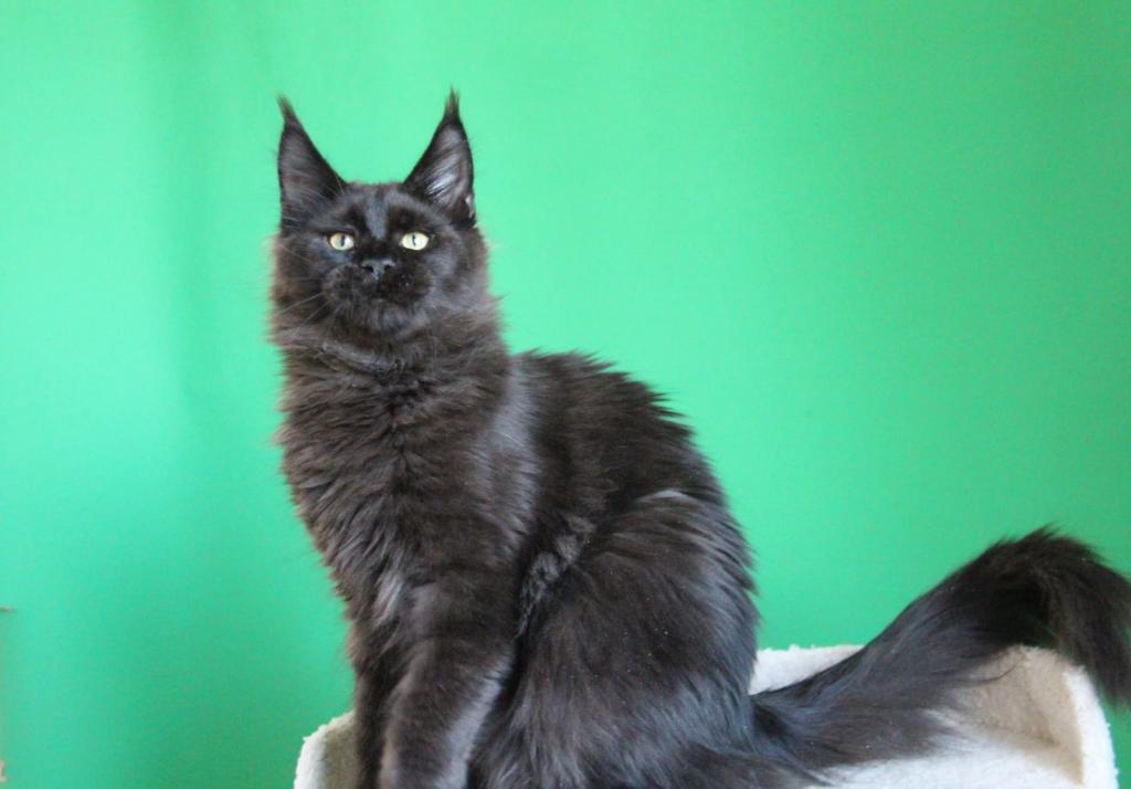 Baloo photo 1