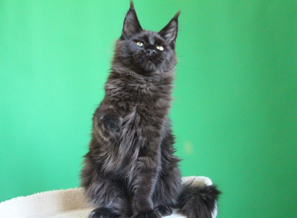 Baloo photo 4