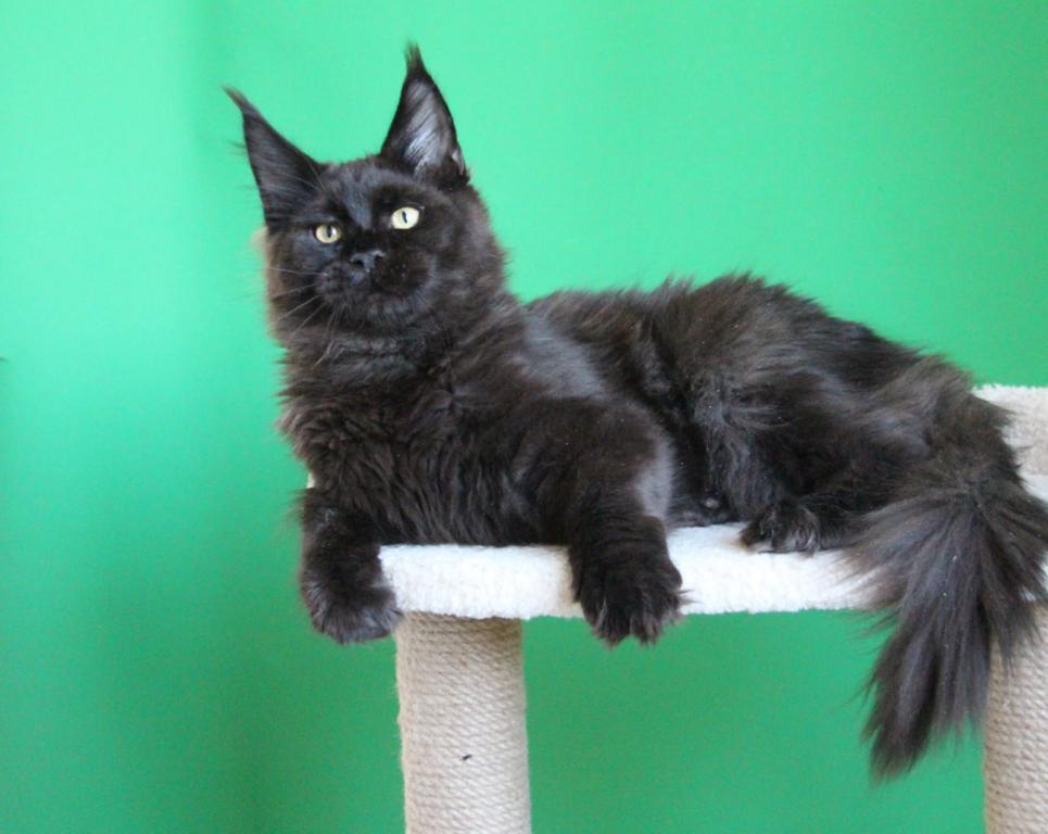 Baloo photo 2