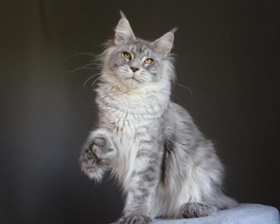 Marzipan Polydactyl photo 4