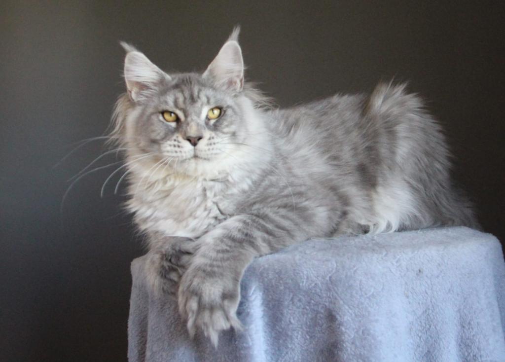 Marzipan Polydactyl photo 1