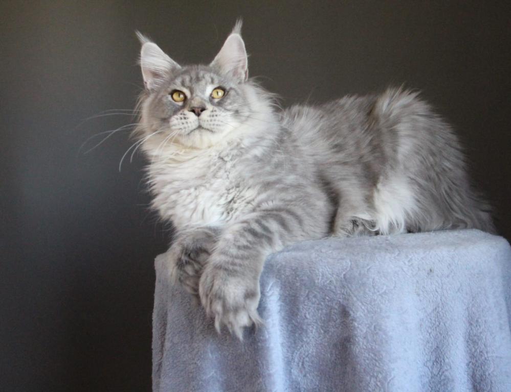 Marzipan Polydactyl photo 6