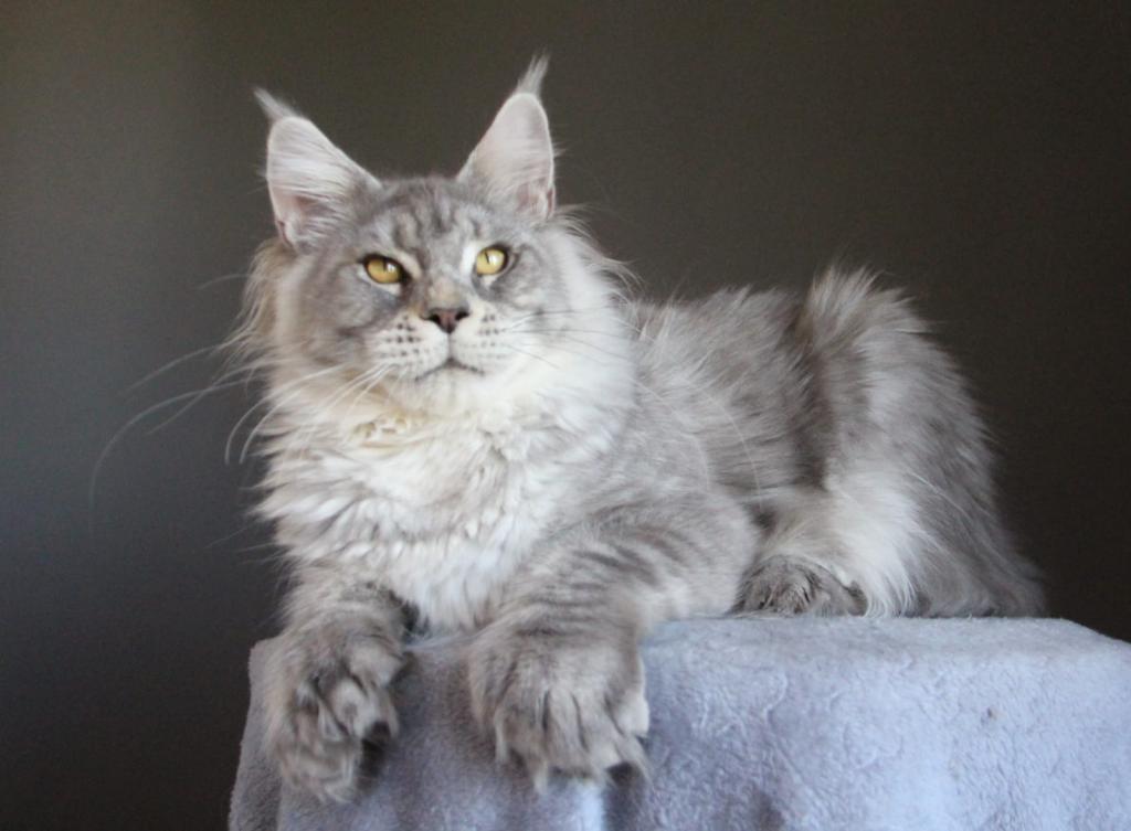 Marzipan Polydactyl photo 7