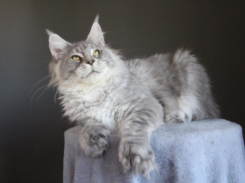 Marzipan Polydactyl photo 3