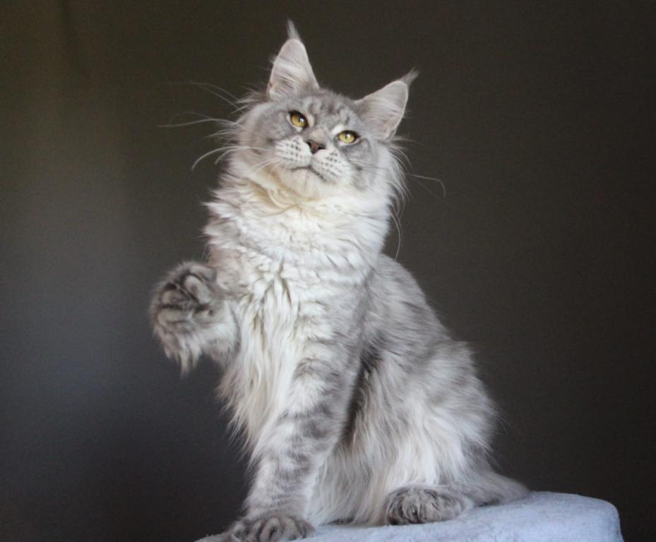 Marzipan Polydactyl photo 5