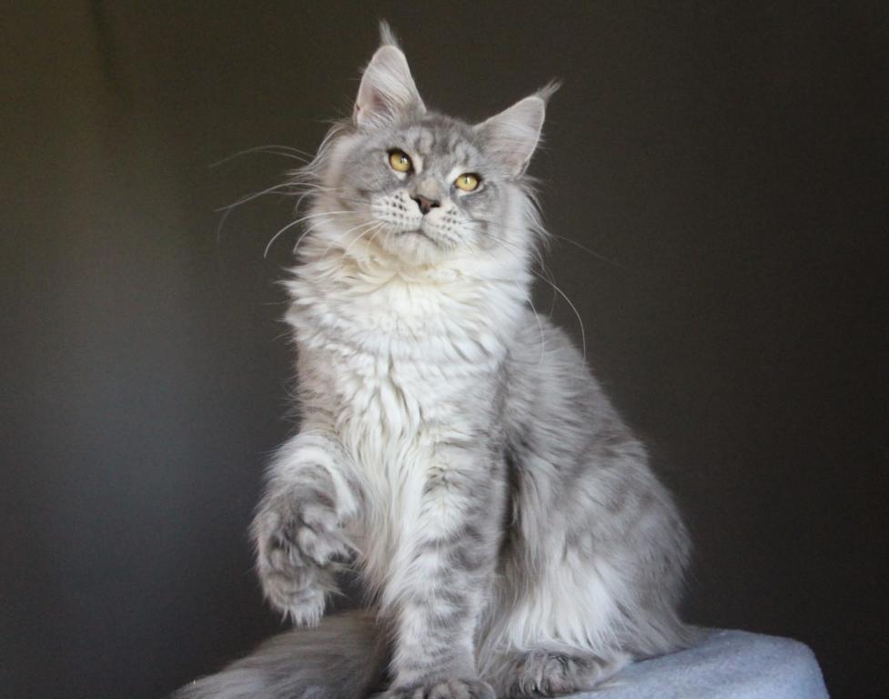 Marzipan Polydactyl photo 2
