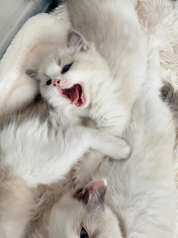 Violet Seal Bicolor Kitten photo 2