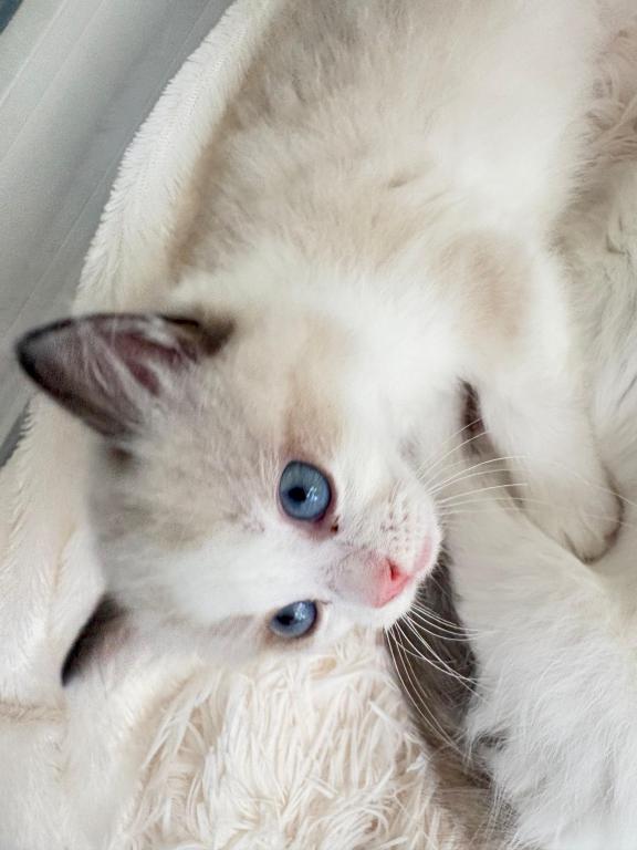 Violet Seal Bicolor Kitten photo 5
